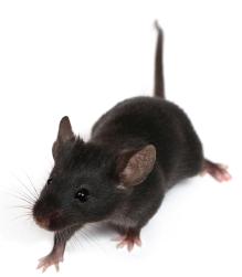 mouse2