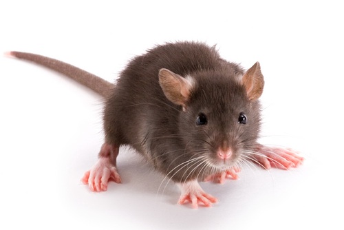 rattymouse